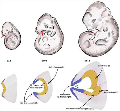 Identifying Isl1 Genetic Lineage in the Developing Olfactory System and in GnRH-1 Neurons